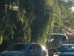 В Курске на ПЛК дерево рухнуло на линии электропередач В Курске на ПЛК дерево рухнуло на линии электропередач