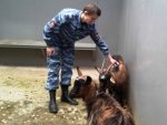 В Железногорске провели «спецоперацию» по спасению козы с козленком В Железногорске провели «спецоперацию» по спасению козы с козленком