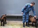 Железногорские коза с козленком, заплутавшие в многоэтажке, возвращены хозяевам Железногорские коза с козленком, заплутавшие в многоэтажке, возвращены хозяевам