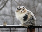 Курский край припорошит мокрым снегом Курский край припорошит мокрым снегом