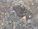 В Адыгее поврежден курган Ульский-12 В Адыгее поврежден курган Ульский-12