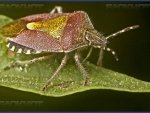 Курскую область атакует коричнево-мраморный клоп Курскую область атакует коричнево-мраморный клоп