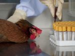 Специалисты: в Курской области новая вспышка птичьего гриппа Специалисты: в Курской области новая вспышка птичьего гриппа