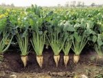 В Курской области убирают сахарную свеклу В Курской области убирают сахарную свеклу