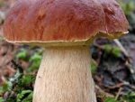 Специалисты Роспотебнадзора: грибами отравились 19 курян Специалисты Роспотебнадзора: грибами отравились 19 курян