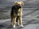 Глава Курска Николай Овчаров: в городе собираются снова начать отлов бродячих собак Глава Курска Николай Овчаров: в городе собираются снова начать отлов бродячих собак