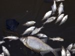 Местные жители о том, что под Курском снова зафиксирован мор рыбы Местные жители о том, что под Курском снова зафиксирован мор рыбы