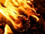 Пресс-служба ГУ МЧС РФ по Курской области: горел жилой дом Пресс-служба ГУ МЧС РФ по Курской области: горел жилой дом