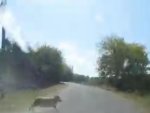 О ДТП в Курской области с участием барана О ДТП в Курской области с участием барана