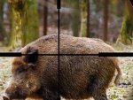 В Курской области запрещены все виды охоты по причине вспышки африканской чумы свиней В Курской области запрещены все виды охоты по причине вспышки африканской чумы свиней