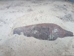 В Курской области обнаружена минометная мина В Курской области обнаружена минометная мина