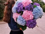 Красавицы-гортензии в букетах с доставкой в Курске или когда ждешь чуда Красавицы-гортензии в букетах с доставкой в Курске или когда ждешь чуда