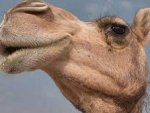 Управление ветеринарии Курской области о том, что в область завезли верблюдов Управление ветеринарии Курской области о том, что в область завезли верблюдов