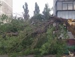 Инцидент в Курске: на ПЛК дерево упало на машину Инцидент в Курске: на ПЛК дерево упало на машину