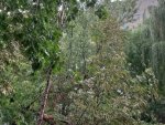Курские известия: по причине ливня начали падать деревья Курские известия: по причине ливня начали падать деревья