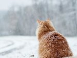 О том, что в Курской области стоит ожидать снег и гололедица О том, что в Курской области стоит ожидать снег и гололедица