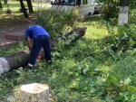 Администрация города Курска: на протяжении суток сильный ветер повалил 17 деревьев Администрация города Курска: на протяжении суток сильный ветер повалил 17 деревьев