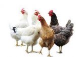 Администрация КО: в Курской области увеличилось производство мяса птицы